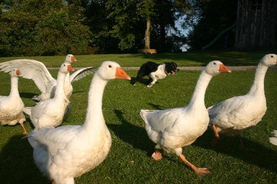 Charming Sheepdog Demonstration