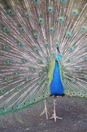 Amphibian & Reptile House