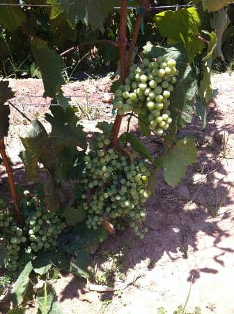 Historic Dolores Hidalgo