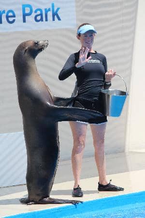 Penguin Experience