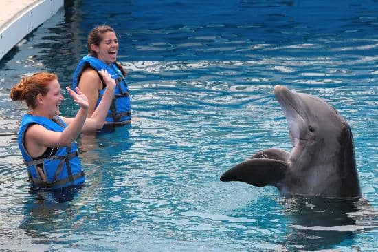 Dolphin Oasis