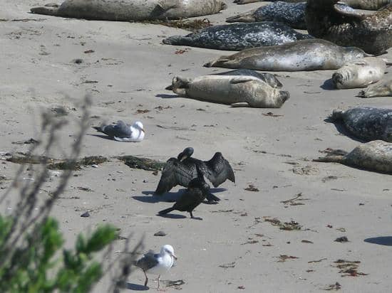 Gentle Surf and Sandy Shores