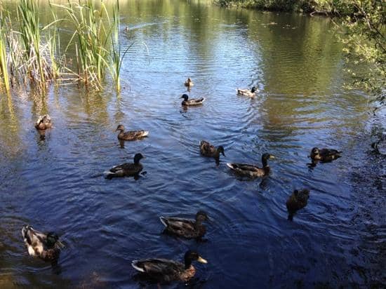 Ferry-Themed Playground