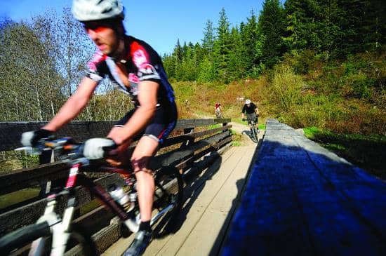 Toad Migration Spectacle