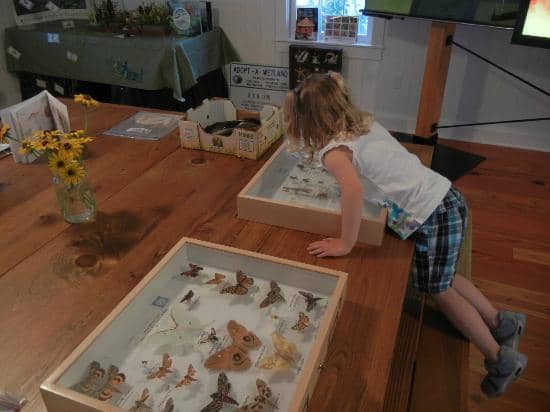 Stroller-Accessible Marsh Boardwalk