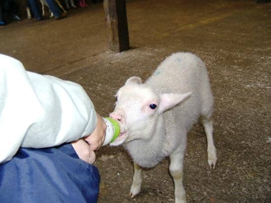 Donkey & Tractor Rides