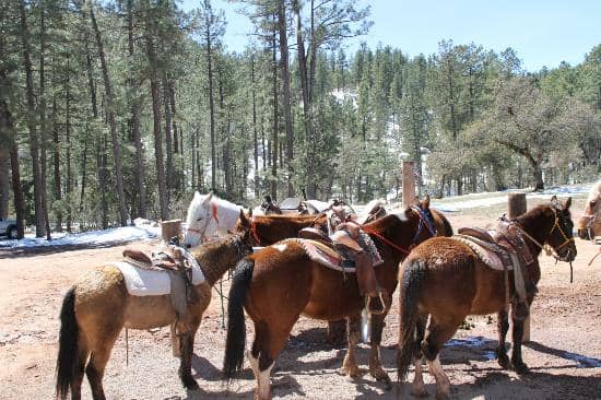 Mountain Views & Tall Pines