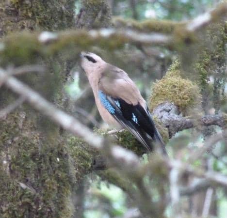 Dense Oak and Rhododendron Forests