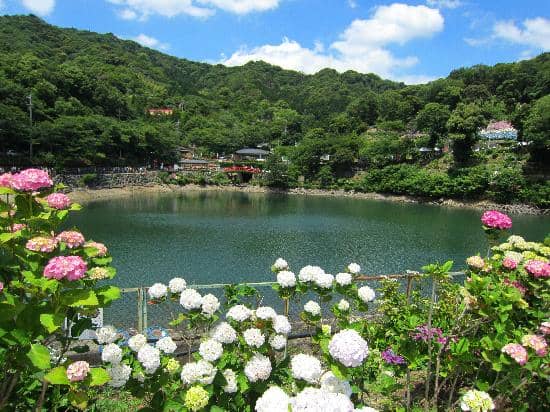 Alkaline Simple Spring Water