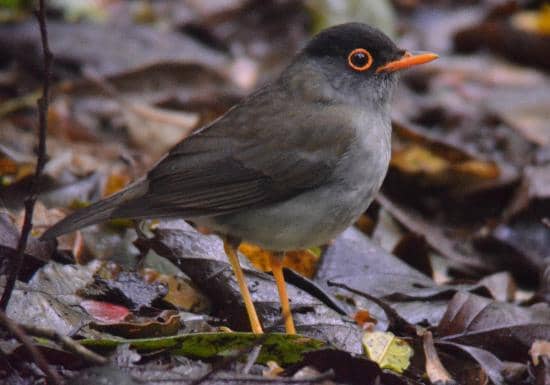 Nocturnal Wildlife Tour
