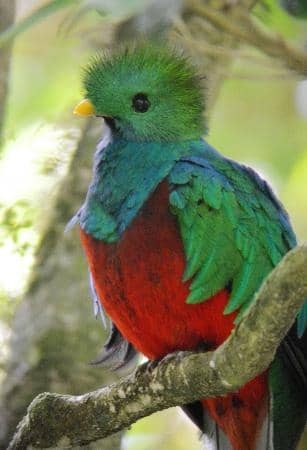 Resplendent Quetzal Spotting