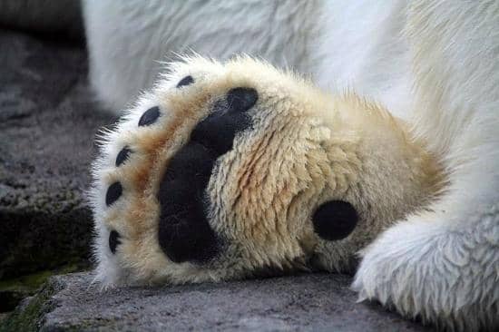 Majestic Polar Bears