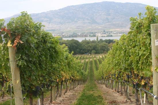 Wine Tasting Experience