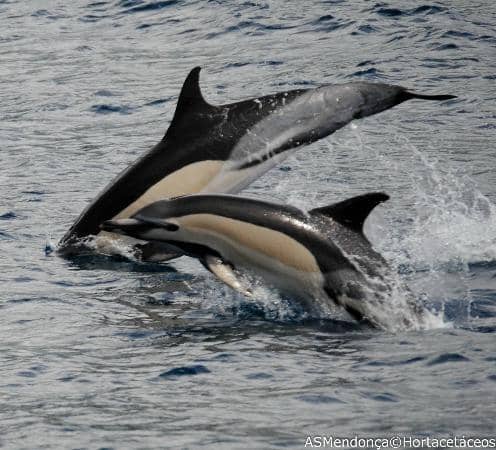 Blue Whale Sightings