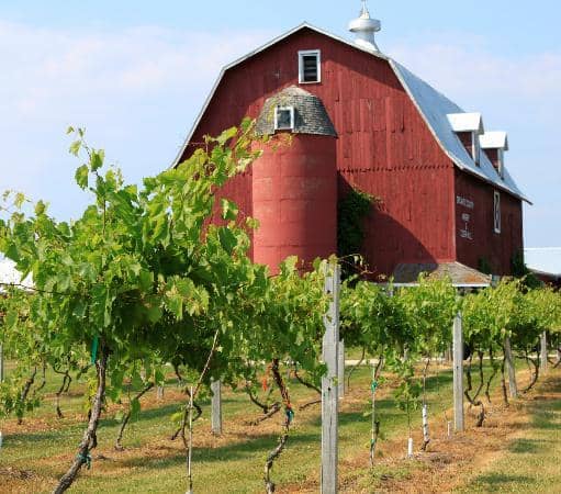 Gourmet Market Delights