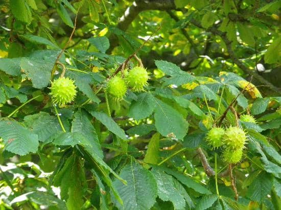 Pitzhanger Manor & Gallery