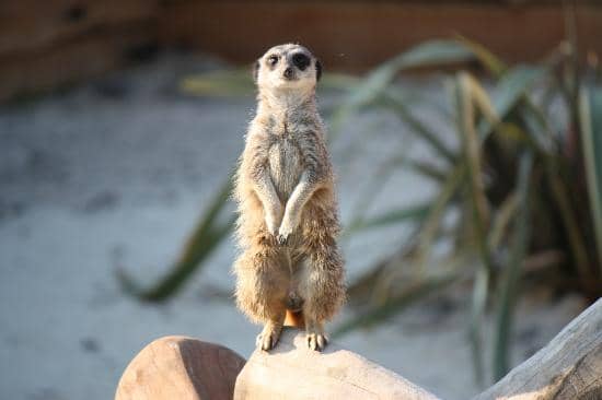 Animal Encounters