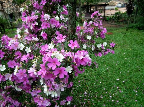 Rustic Farm Ambiance