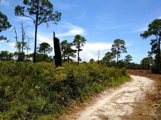 Florida Scrub-Jay Habitat