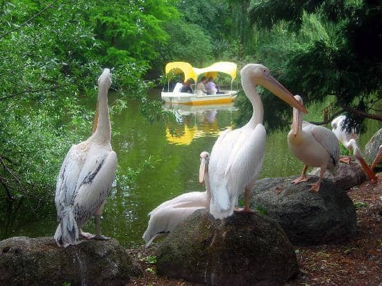Gondoletta Boat Ride
