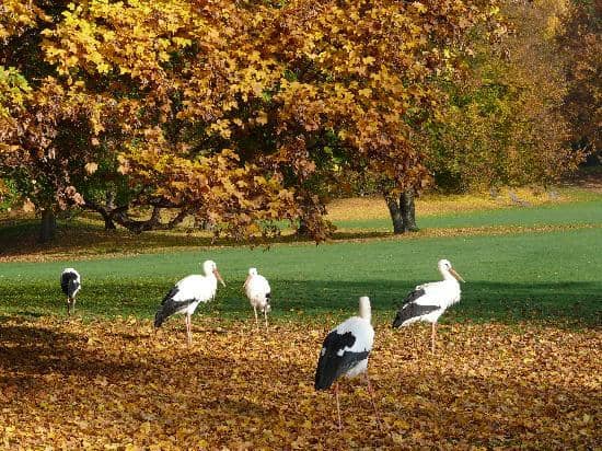 Tropical House & Butterfly House