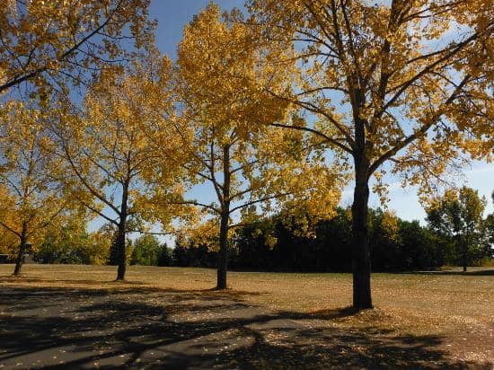 Glenmore Reservoir Views