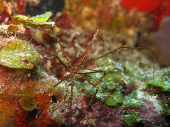 Whale Shark Encounters