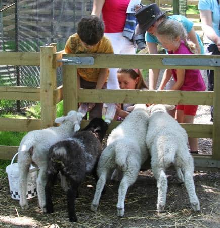 The Iconic Crag Face