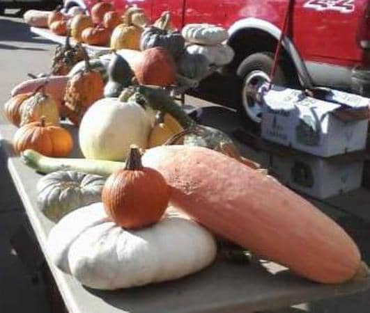 Live Music Performances