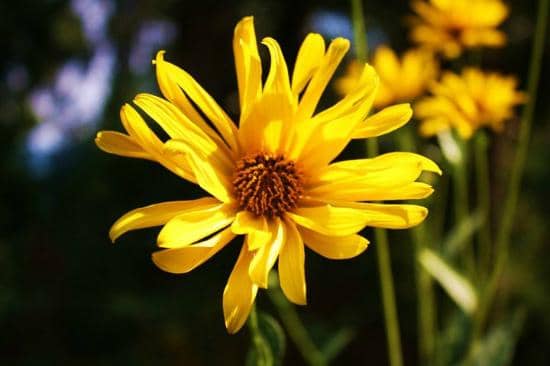 Diverse Plant Collections