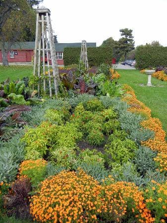 Farm Animals & Petting Zoo