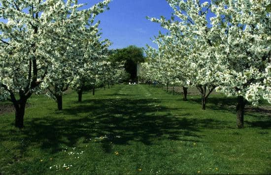 Historic Farm Animals