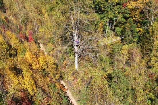 Treetop Tour