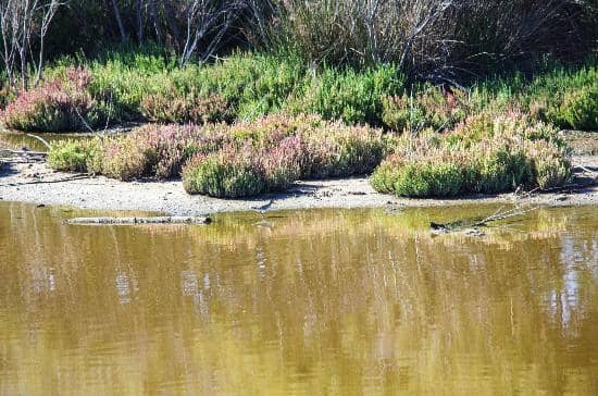 Birdwatching Observatories