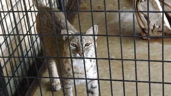 Outdoor Mammal Encounters