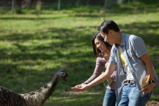 Kangaroo & Wallaby Feeding