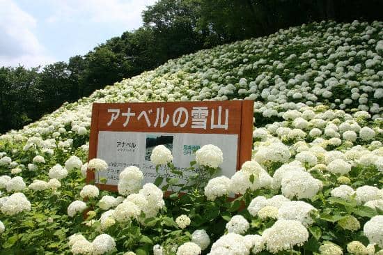 Amusement Park Rides