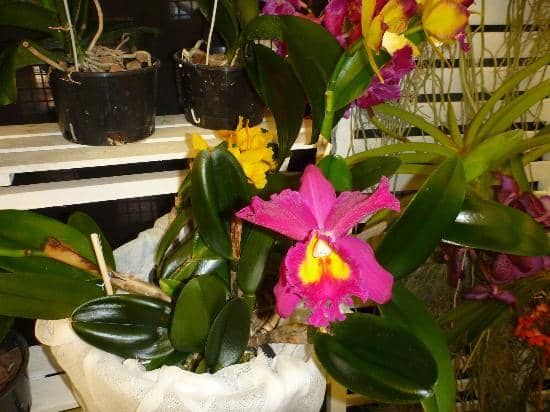 Pitcher Plants & More