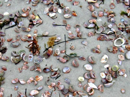 Family-Friendly Amenities