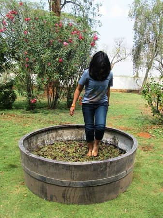 Grape Stomping Fun