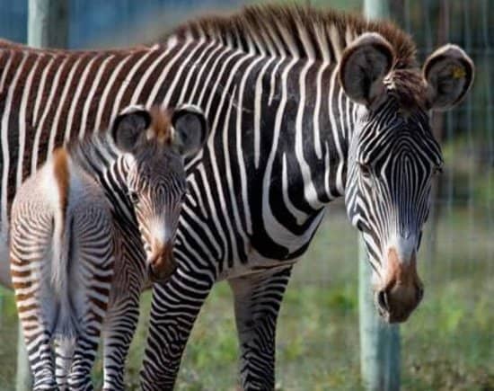 Unique Salvaged Accommodations