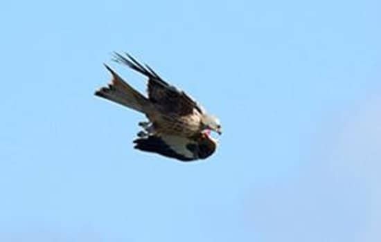 Red Kite Feeding Frenzy