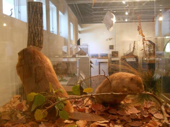 Student Taxidermy Collection