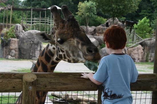 Giraffe Feeding