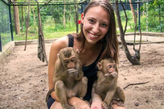 Playful Monkeys