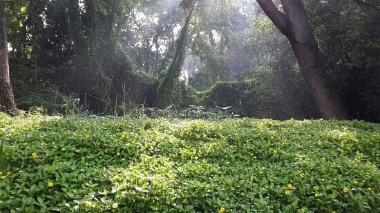 Osho Gardens