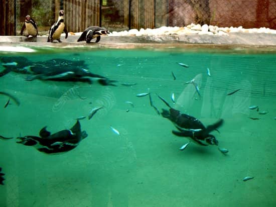 Penguin Feeding Displays