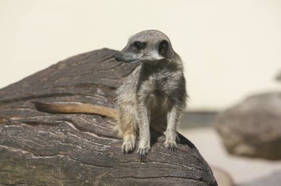 Meerkats