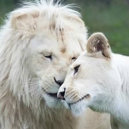 All-Inclusive Dining