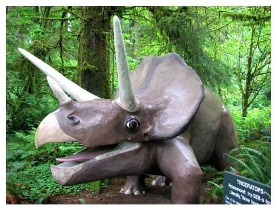 Temperate Rainforest Setting